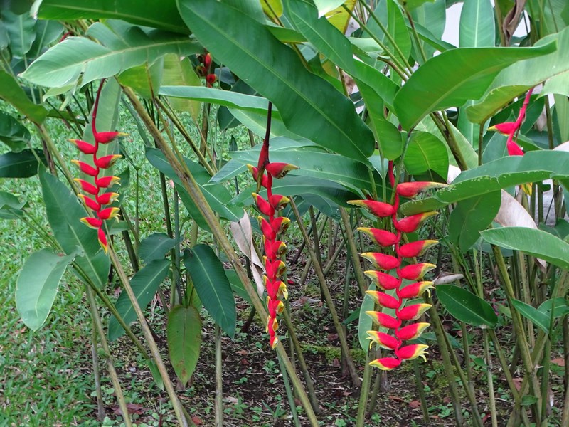 Flori Banan