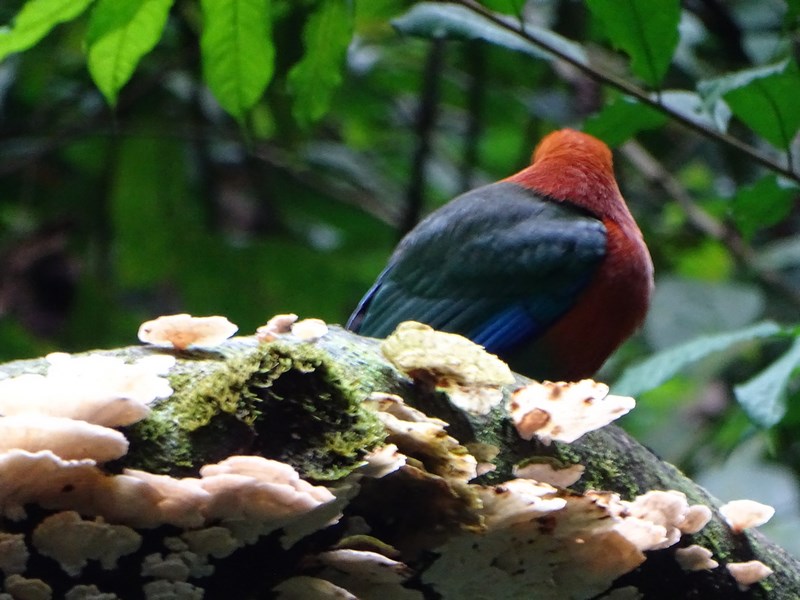 Pasare Costa Rica