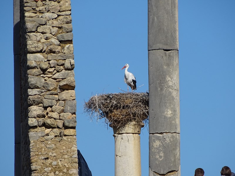 Barza Volubilis