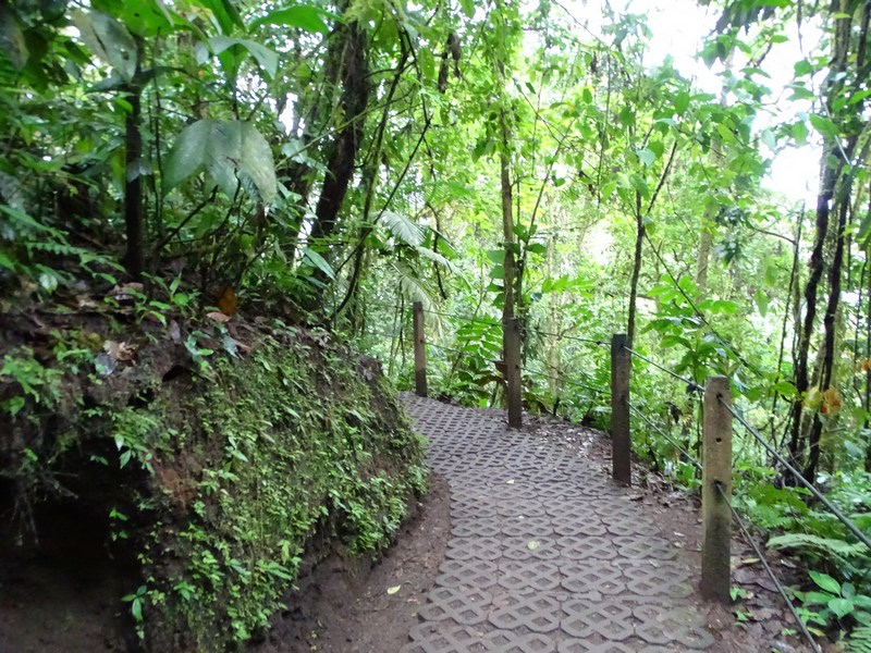 Traseu Rainforest