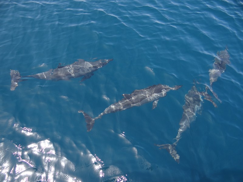 Delfini Muscat Oman