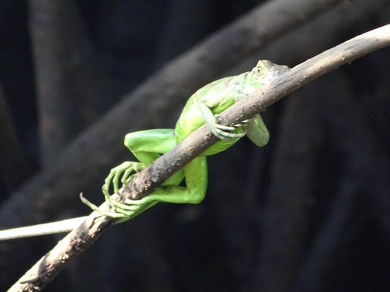 Iguana
