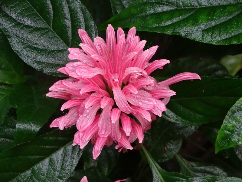 Flori Costa Rica