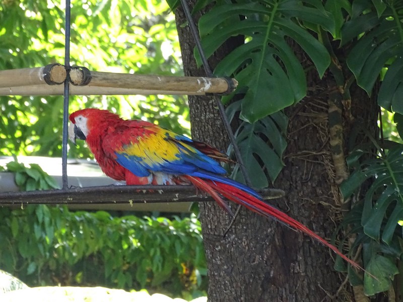 Papagal Tricolor