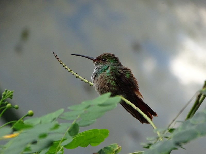 Colibri