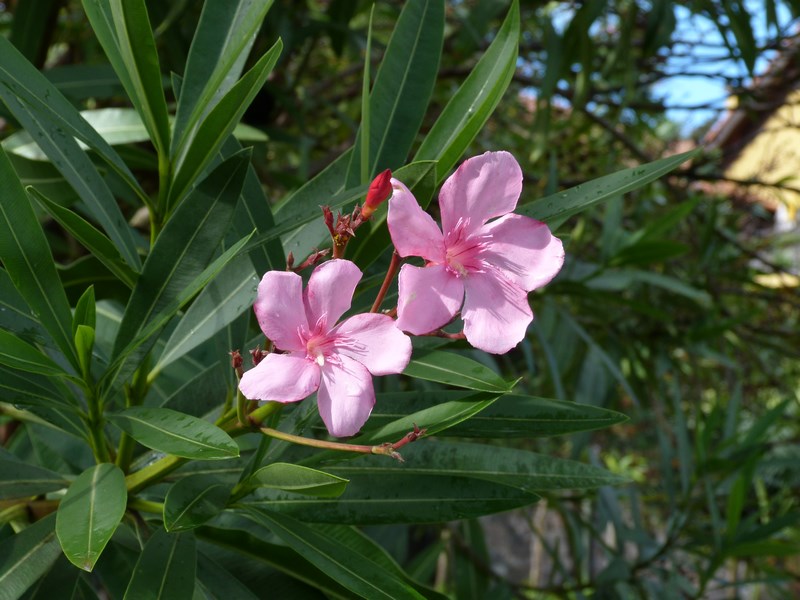 Flori Madeira