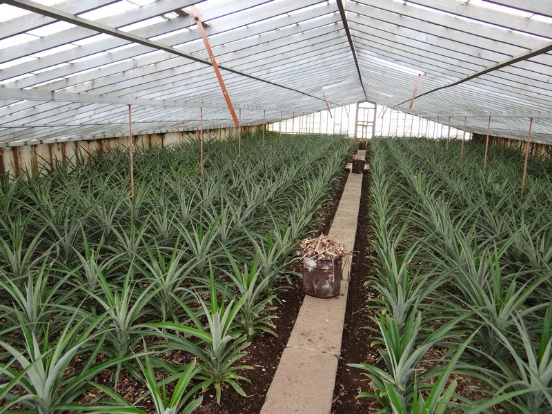 Plantatie Ananas