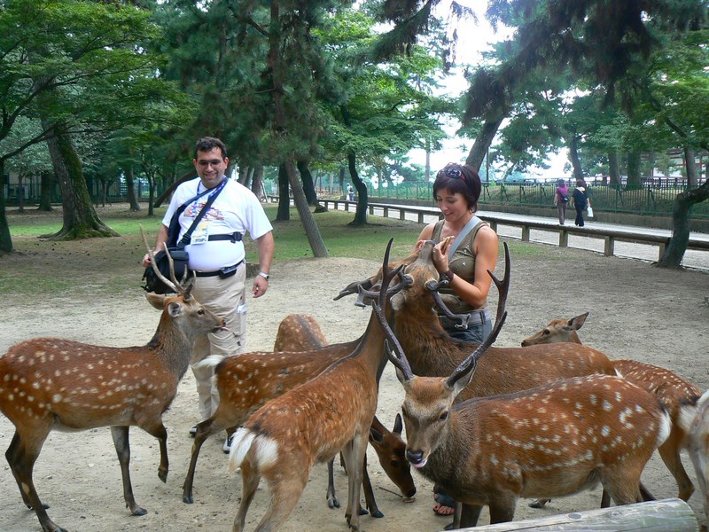 Caprioare Nara Japonia