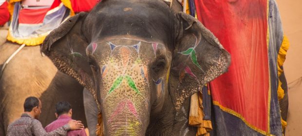 Elefant Jaipur