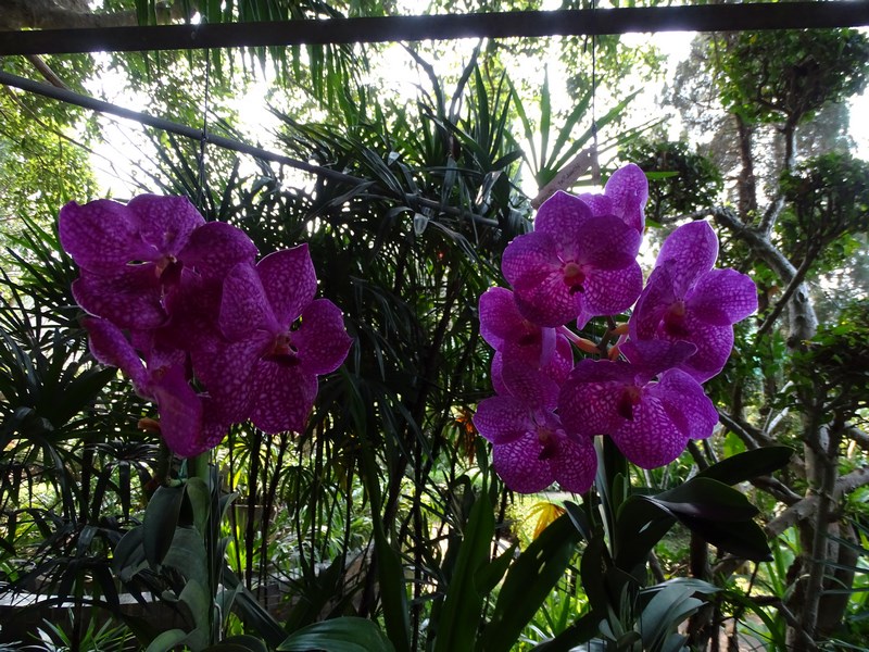 Orhidee Violet