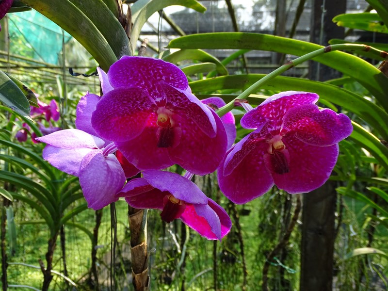 Orhidee Grena