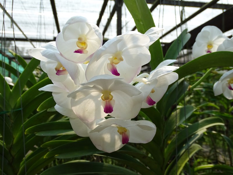 Orhidee Albe