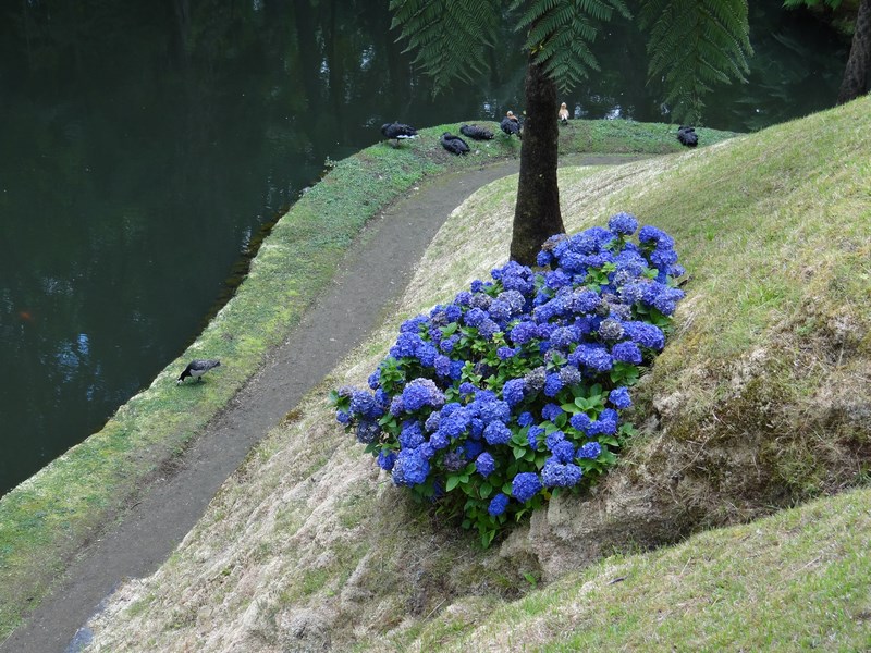 Hortensii Albastre