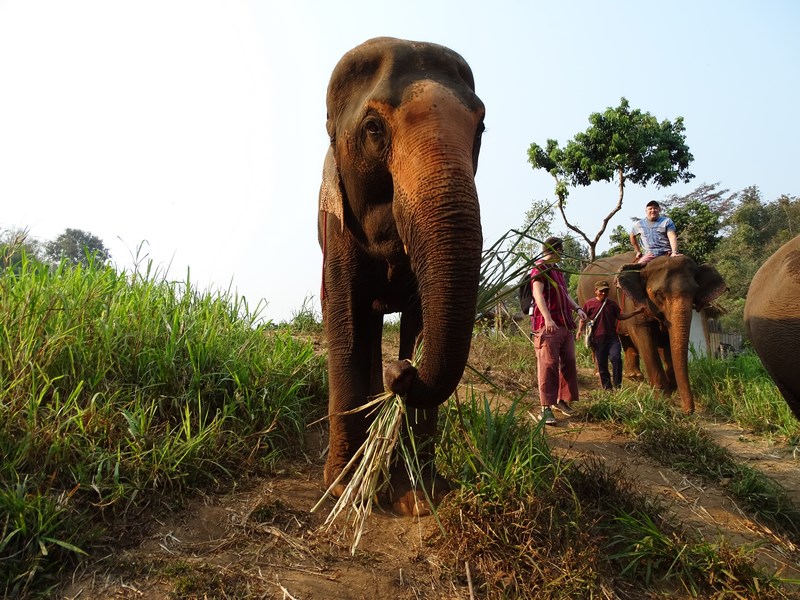 Fata In Fata Cu Un Elefant