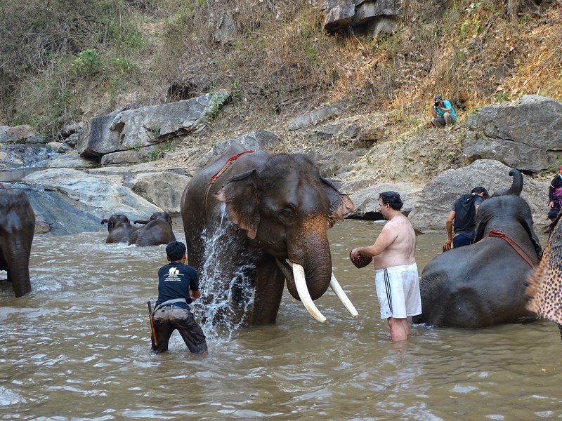 Elefant In Apa