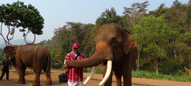 Patara Cu Elefant