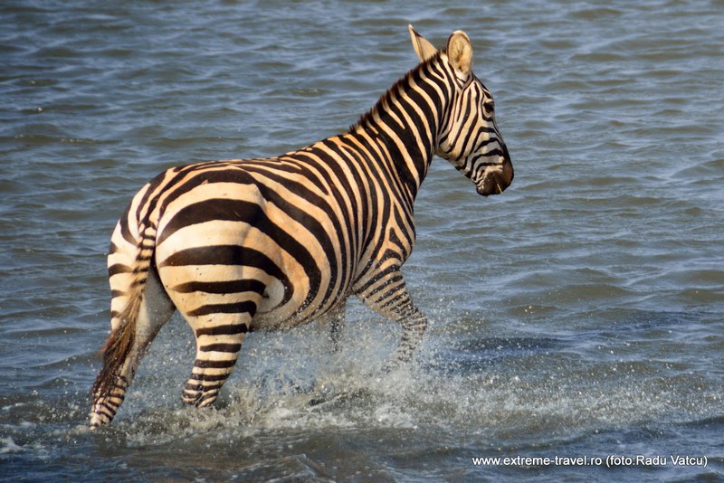 Zebra