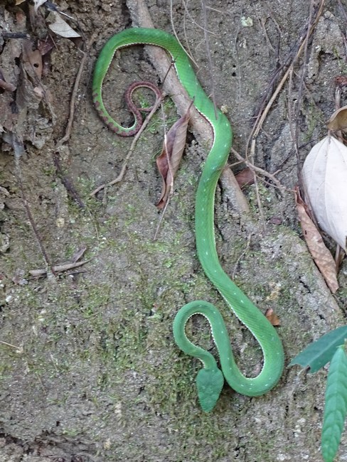 Vipera
