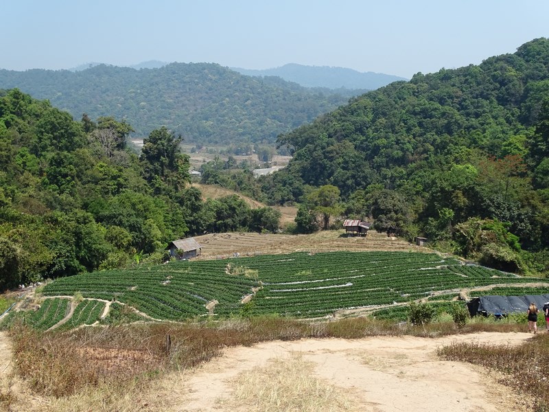 Deal Doi Inthanon