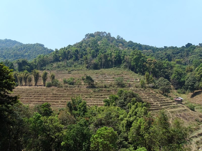 Terase Doi Inthanon