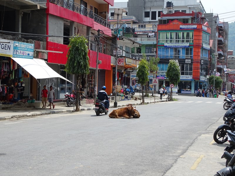 Vaca In Pokhara