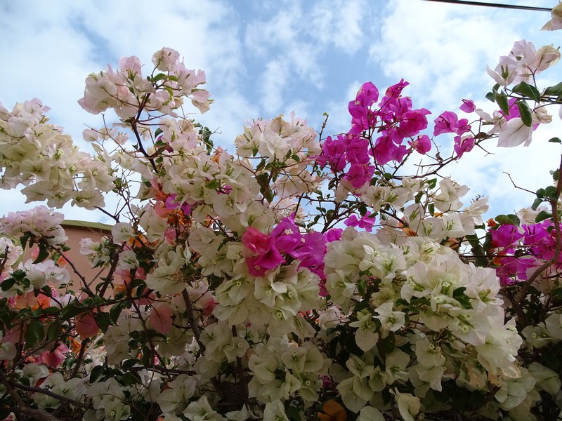 Flori