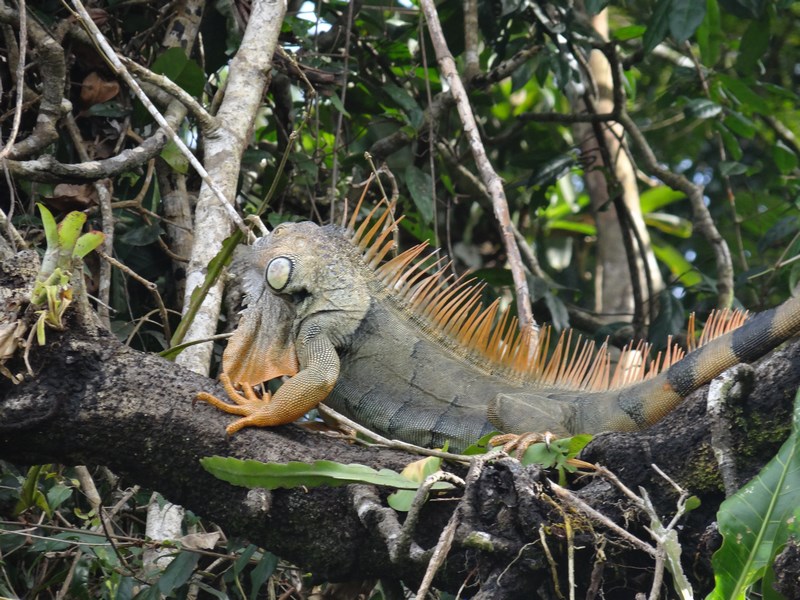 Iguana