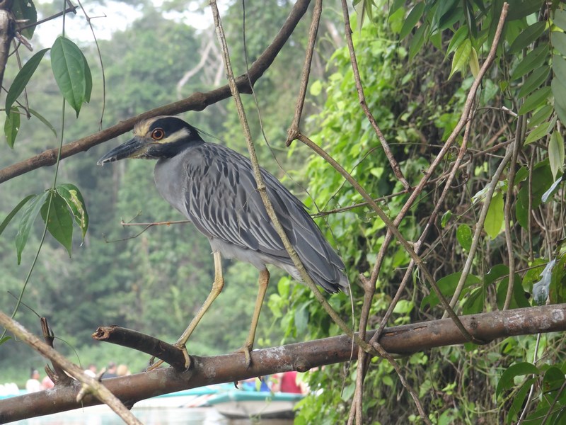 Pasare Costa Rica