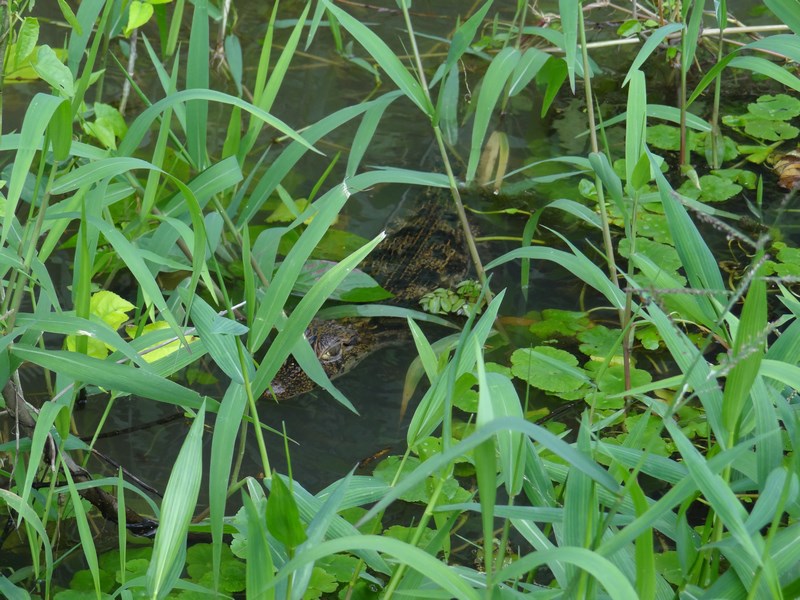 Caiman
