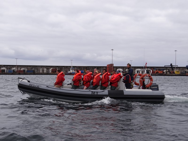 Expeditie Dupa Balene