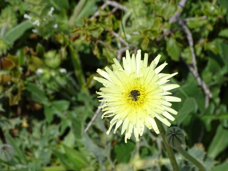 Floare Castellon
