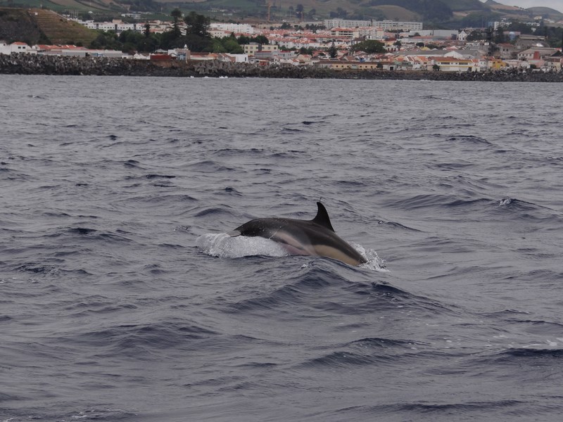 Delfin Saltaret