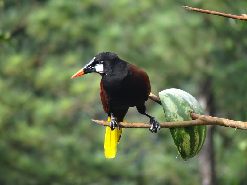 Pasare Costa Rica