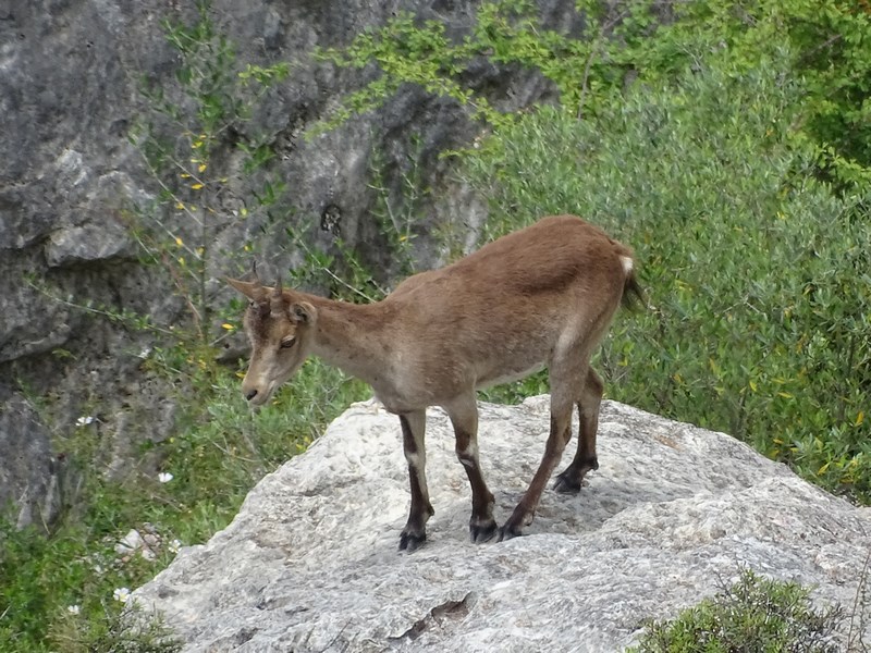 . Capra Salbatica
