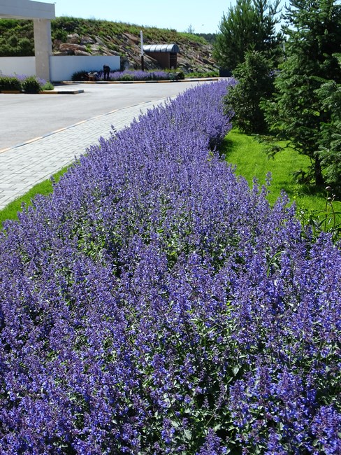 Lavanda
