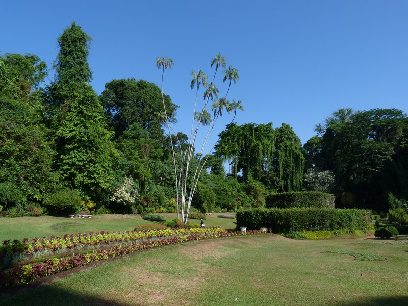 Gradina Botanica Peradinyia