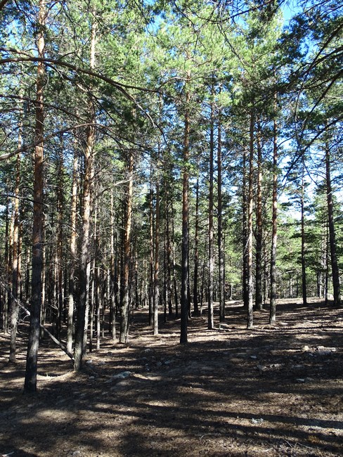 Copaci Siberienu