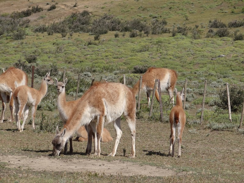 Fauna Patagonia