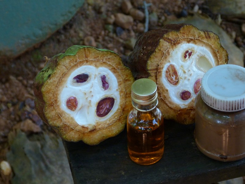 . Fruct Cacao