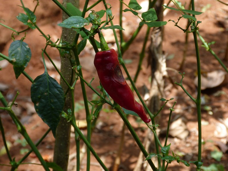 Chilli