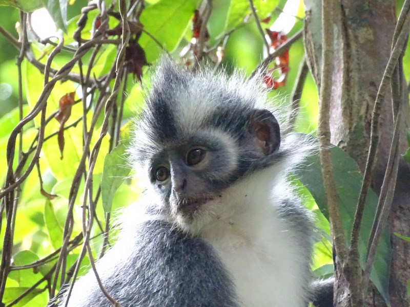 Thomas Leaf Monkey