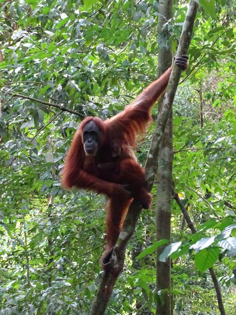 Orangutan