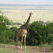 Girafa Masai Mara