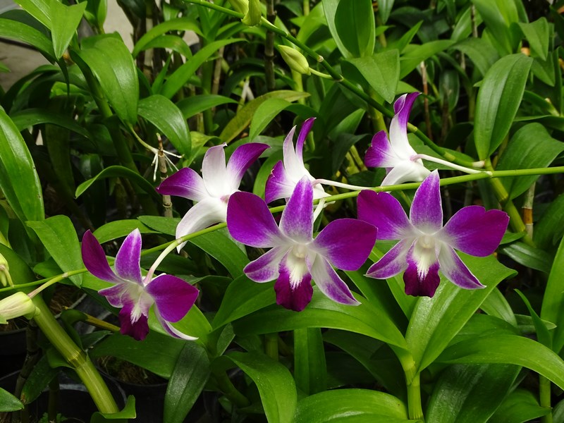 Orhidee Indonezia