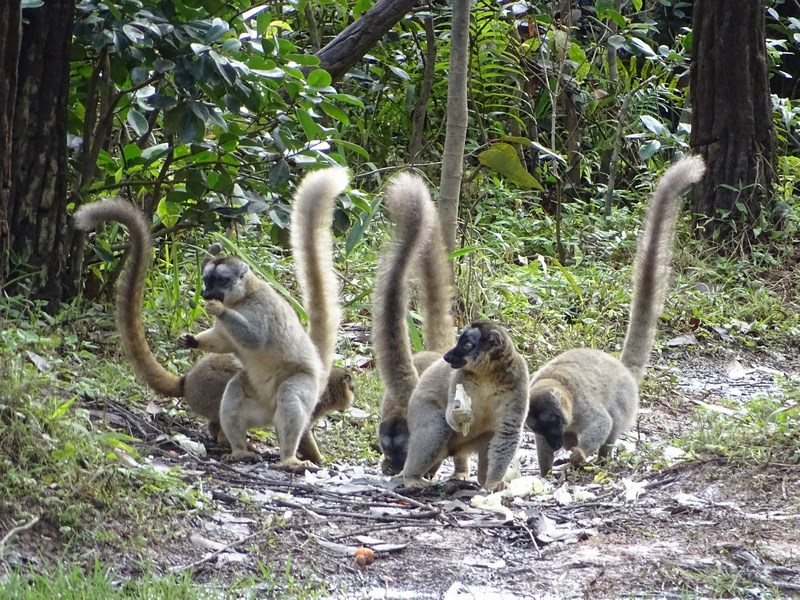 . Lemuri