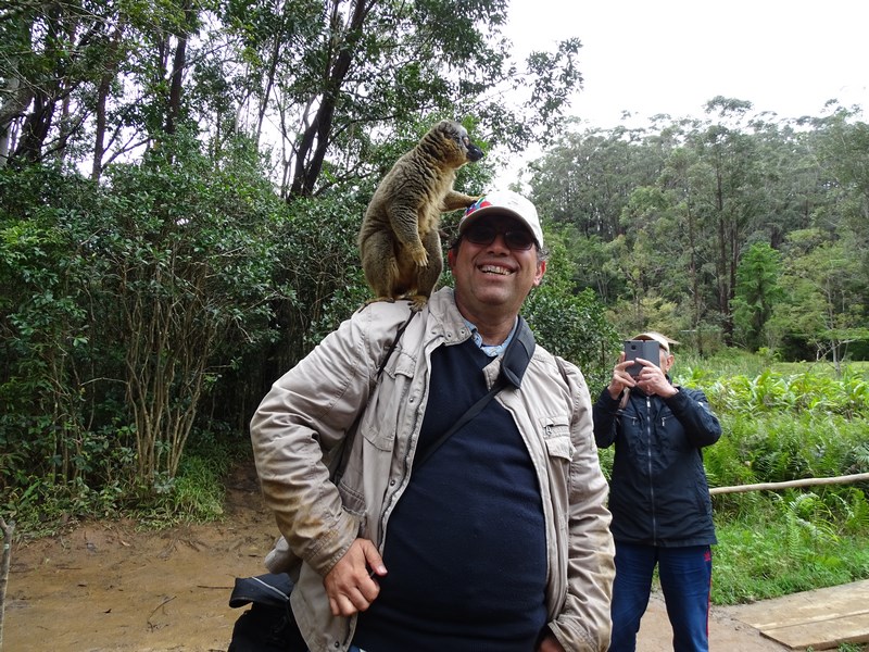 Lemur Pe Cap