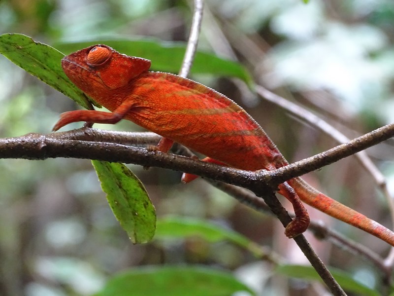 Cameleon Rosu