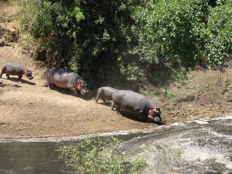 Hipopotami Tanzania