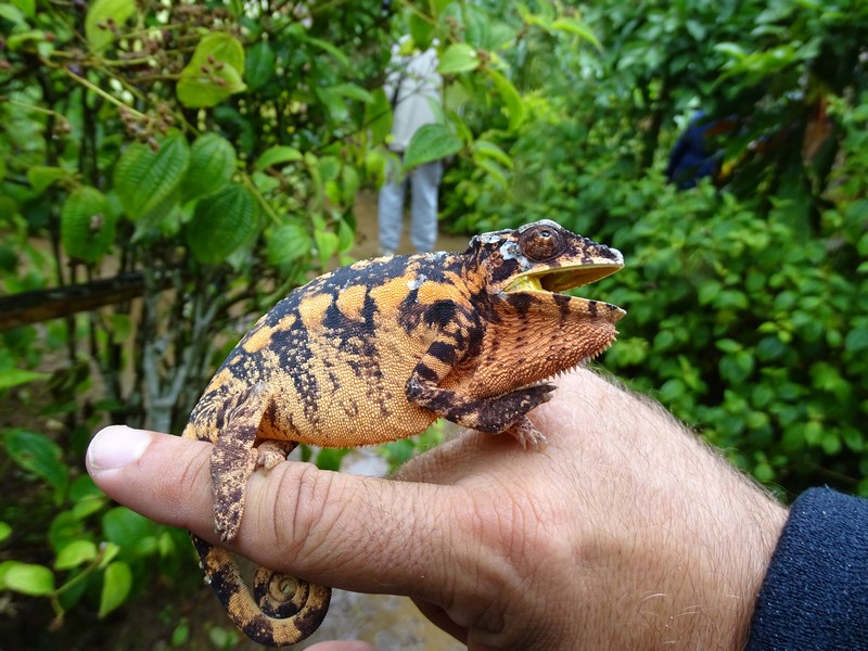 Cameleon Madagascar