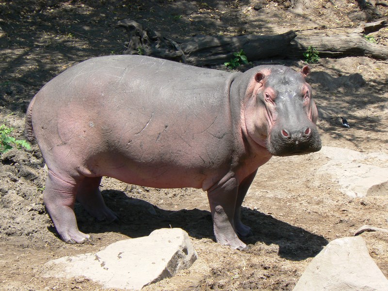 Hipopotam Serengeti